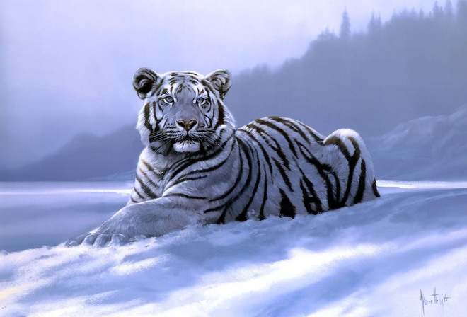 Spencer hodge, siberian tiger, , 