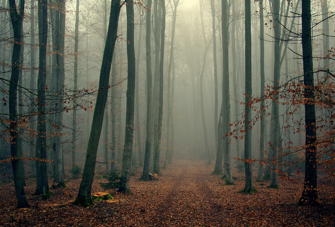 Foggy, wood, , , , , , 