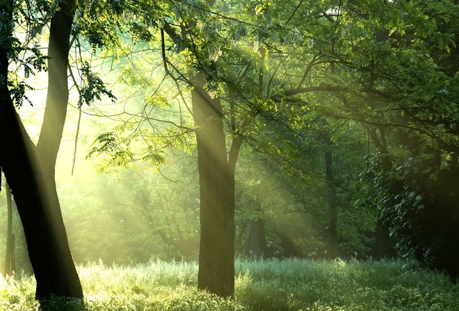 sunshine, Green trees, , , , forest, , 