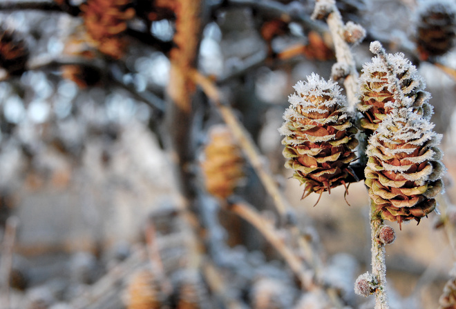 pinecones, , , nature, , winter, , , 