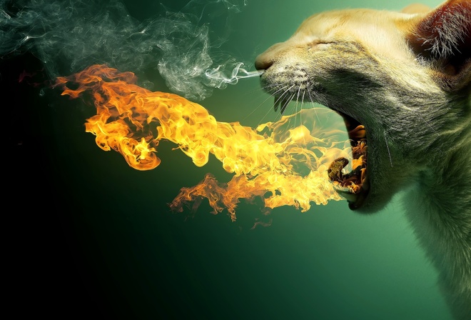 ���, �����