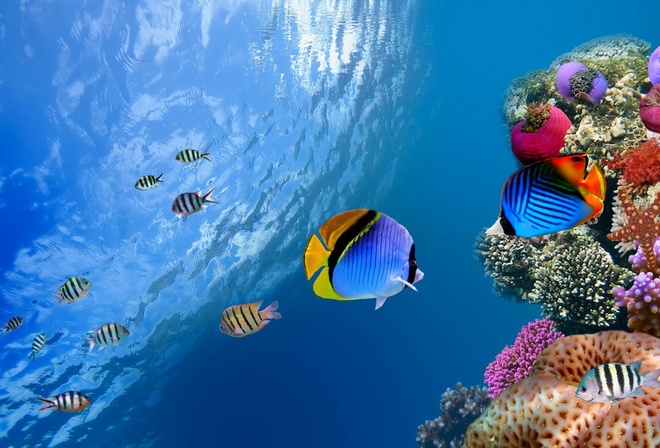 ocean, sea,  ,, coral, fish, underwater