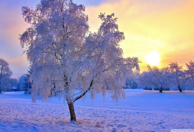 winter, sun, tree, snow