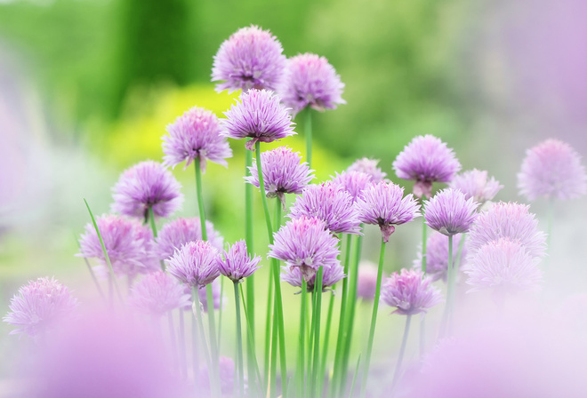 flower, , , chives