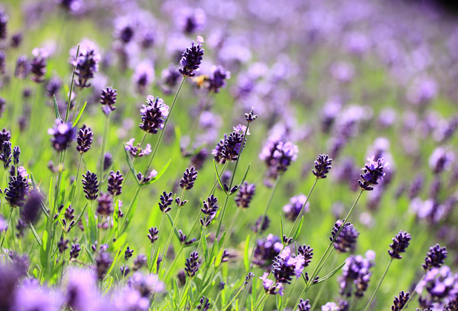 , Lavender, , , , 