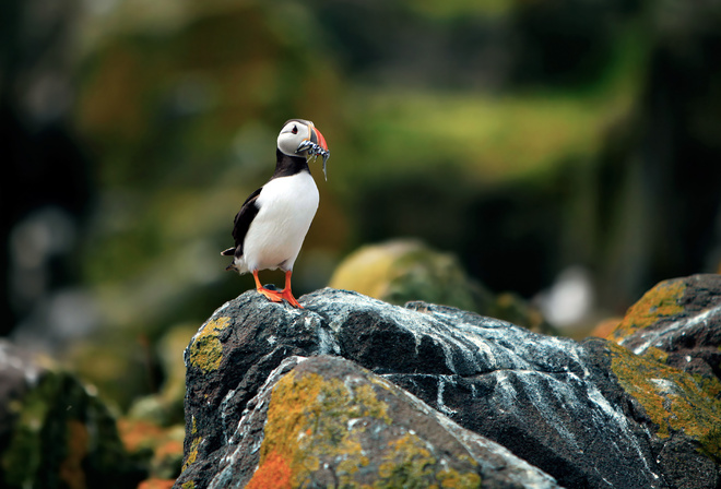  , , fratercula arctica, , puffin