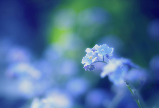 , , , forget-me-nots, blue, 