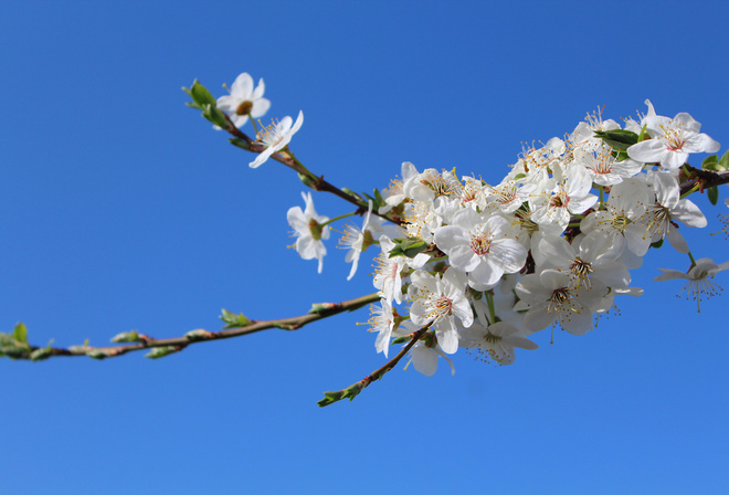 �������, ��������