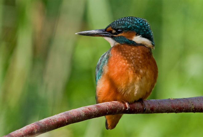 , , ,  , kingfisher