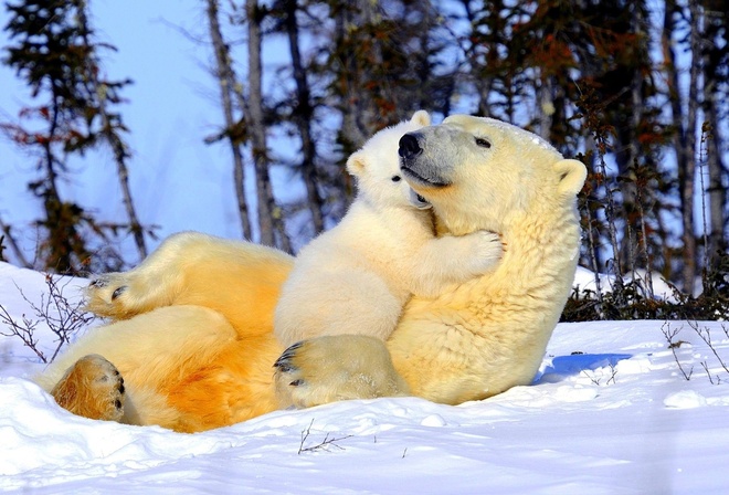 Белые медведи, мама, нежность, ласка, медвежонок, снег