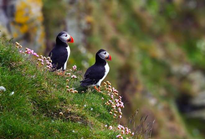 , puffin, fratercula arctica,  