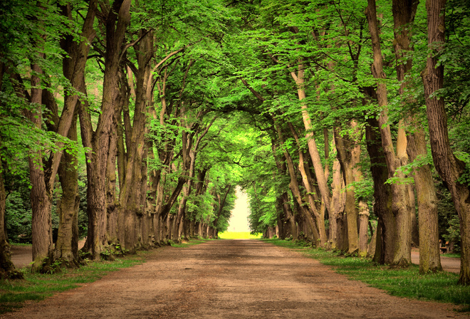 road, green, trees, beautiful, landscape, nature, , , , , , 