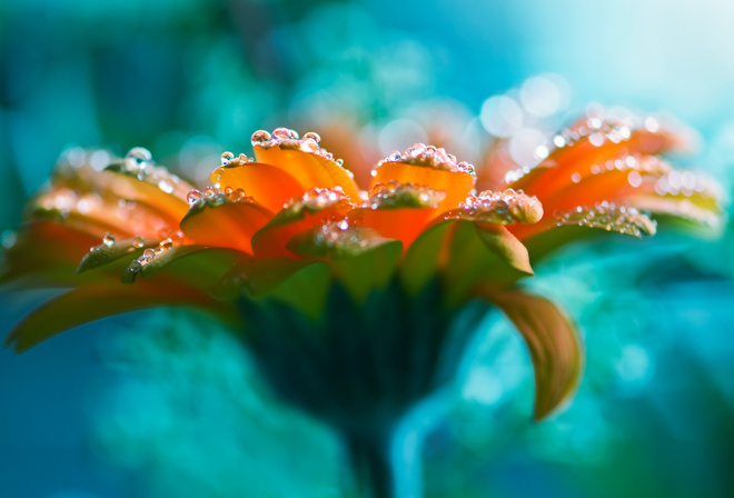 lucid flower, rose, water drops, beautiful,  , ,  , 