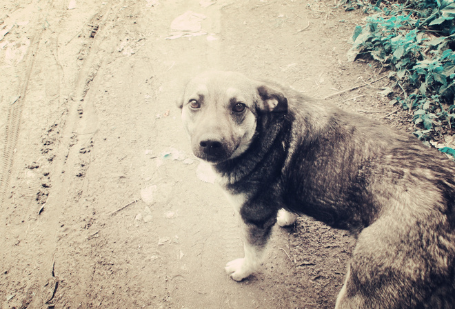 ������, ������