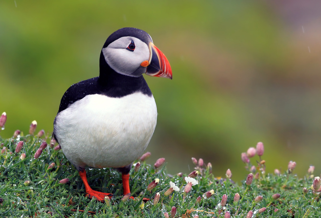 fratercula arctica, , puffin, ,  