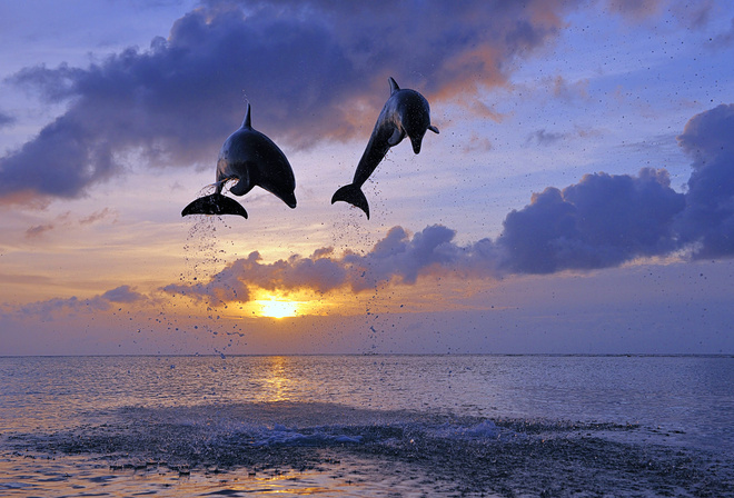 дельфины, пара, закат