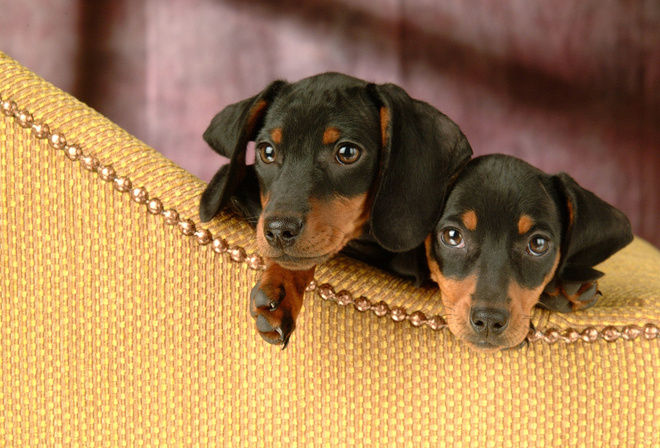 , dachshund, , , 