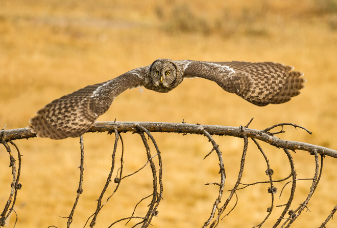 lapland owl, , , great grey owl,  