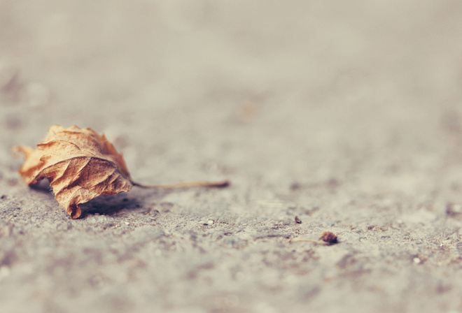 �����, �����, ����, �����������