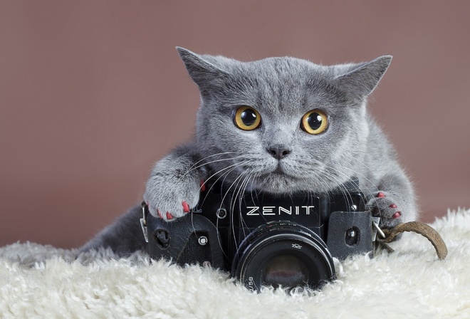 кот, фотокамера, zenit, TTl