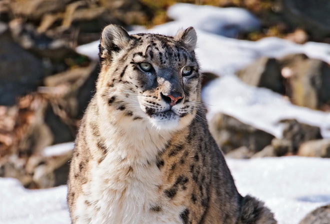 snow leopard, uncia uncia,  , , , 