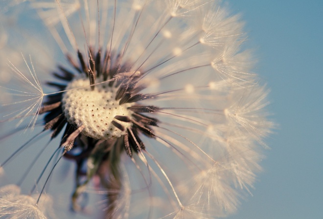 , , , dandelion, , , , , , , HD wallpapers, background, wallpaper, widescreen, fullscreen, widescreen