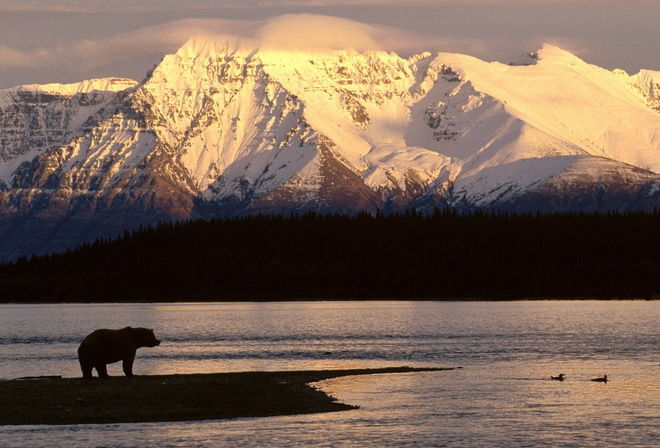 Mountain, Snow Sunset, Lake, Bear