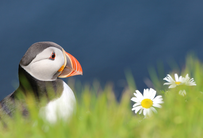 fratercula arctica,  , bird, puffin, , 