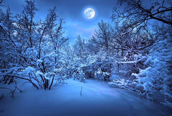 merry christmas, new year, christmas tree, Magic Christmas Night, Nature, trees, winter, snow,  ,  , , Magic Christmas Night, , , , 