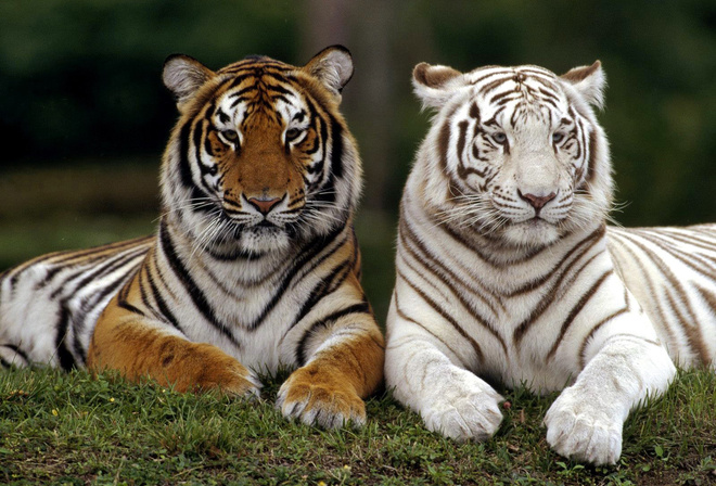тигры, большие, кошки, белый