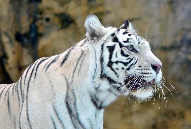 white tiger, , , , 