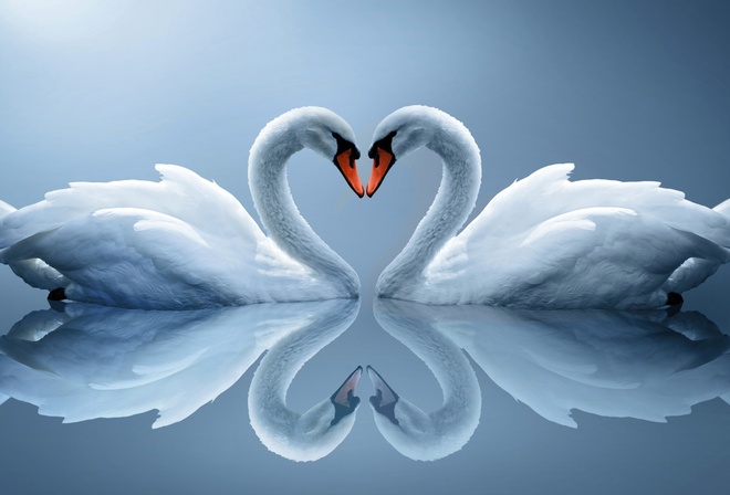 пара, Белые лебеди, сердце, отражение