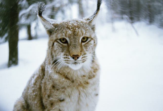 , , wood, , lynx, , winter, cat, predator, 