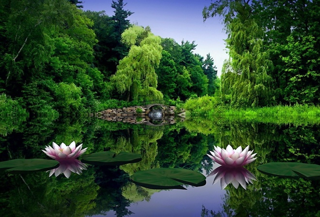 природа, фотошоп, деревья, лилии, цветы, озеро, пруд, мост, камни