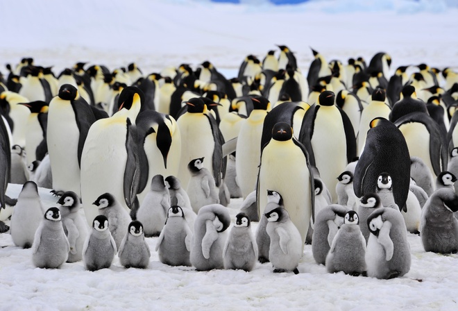 пингвины, большие, маленькие, семейство