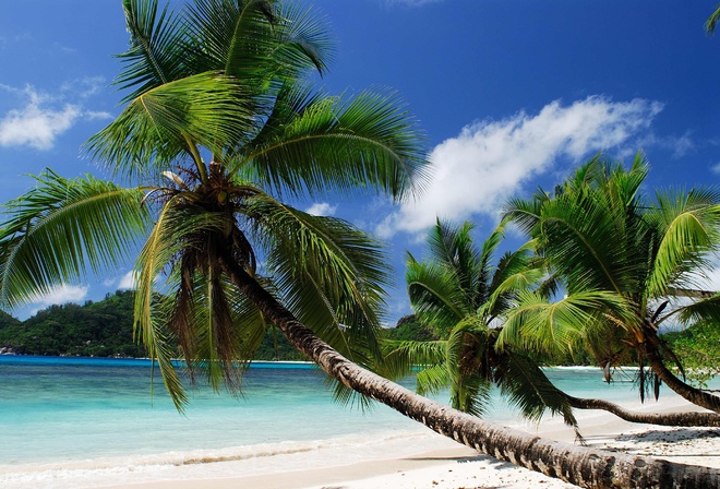 coast, beach, paradise, summer, ocean, palm, tropical, , , , , , , 