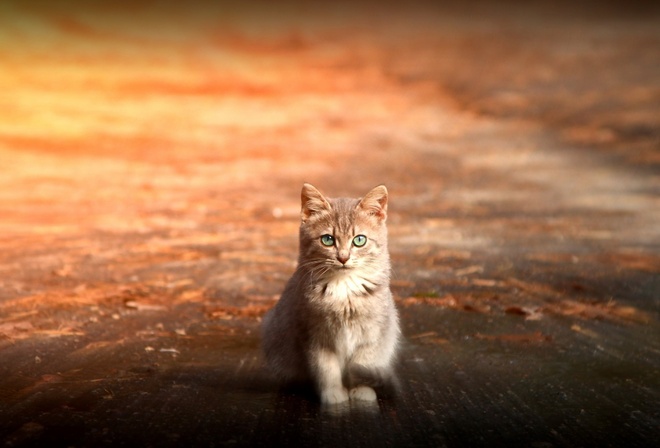 , , , cat wallpaper, street, view
