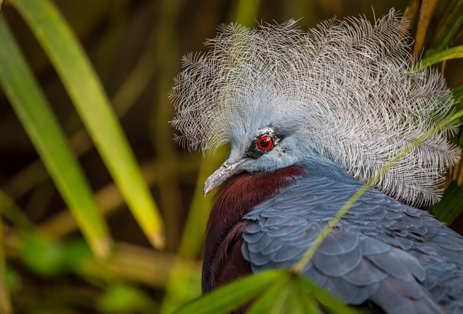 венценосный голубь, макро, Новая Гвинея