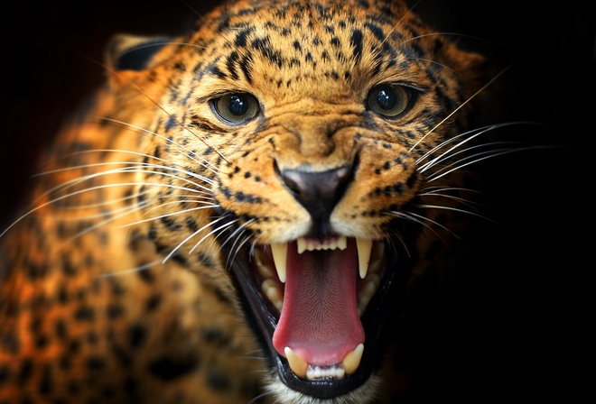 леопард, кошка, хищник, злость, темный фон