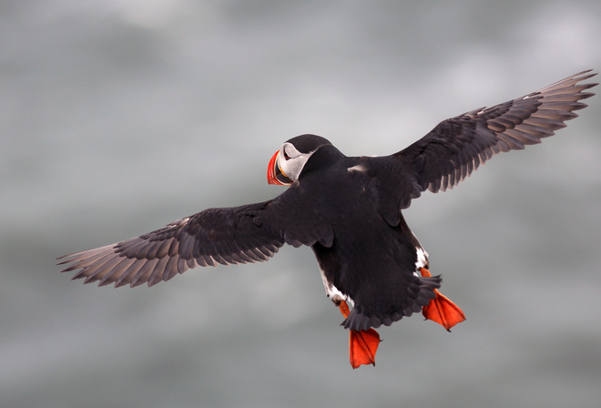 ,  , , bird, Fratercula arctica, Puffin, flying