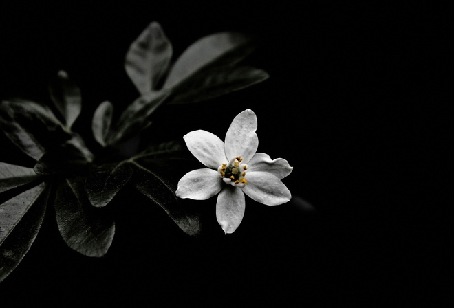 белый цветок, чёрный