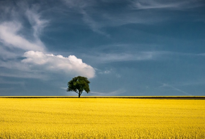 синее небо, желтое поле, одинокое дерево
