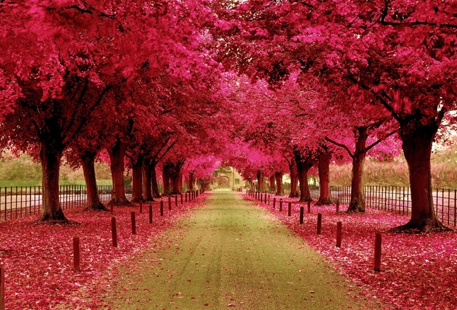 pink, trees, road, fences, path, colors