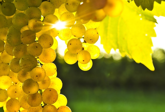 grapes, golden, tree, sunlights, leaves