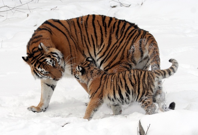 tiger, tree, forest, wild, snow