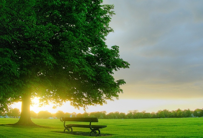 tree, grass, bench, green, clouds, sky