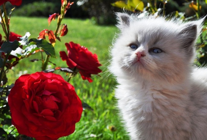 белый котенок, алая роза