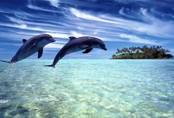 dolphin, ocean, water, sea, jump