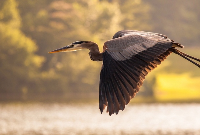 bird, flight, water, ocean, trees