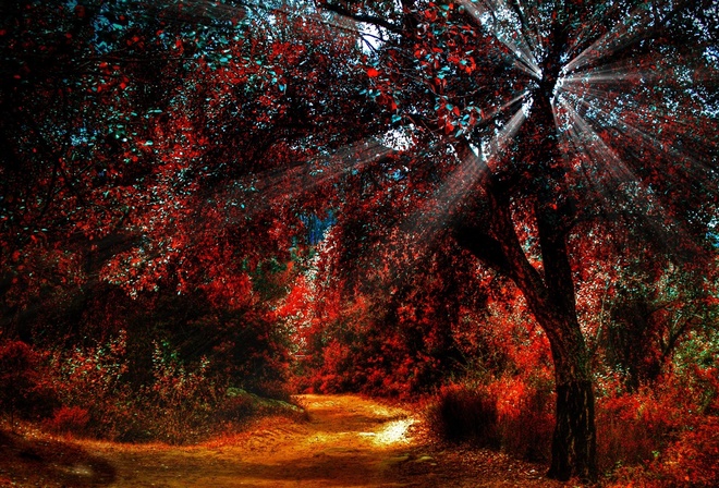 forest, autumn, tree, sunlight, ray of light